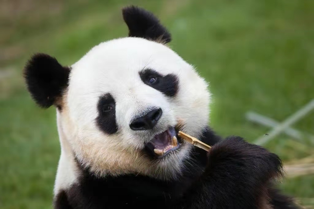 熊猫战斗力有多强排名第几名,熊猫战斗力到底有多强人能打过吗