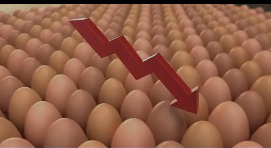 年底淘鸡价格预测,淘鸡价格下滑