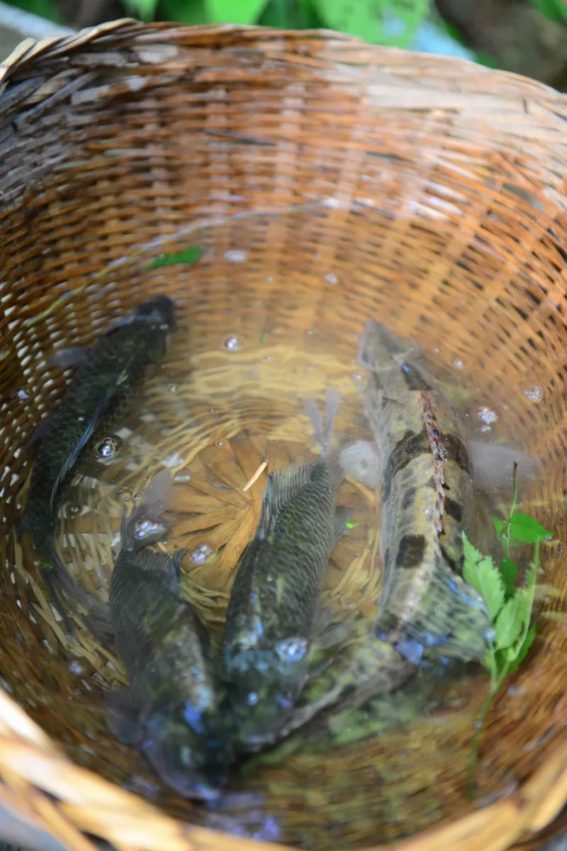 中国人对一条鱼的最高礼遇