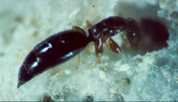 床上的小黑虫是什么怎么处理,床上小黑虫是什么虫子还吸血