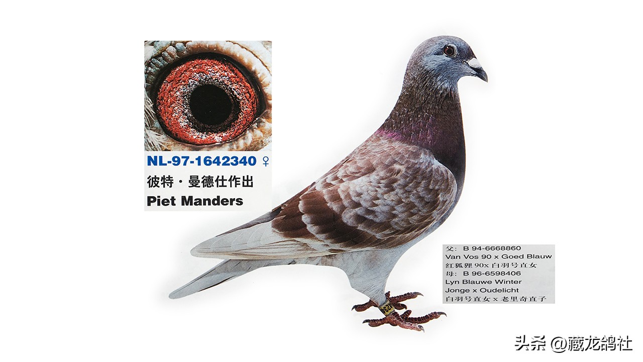 赛鸽幼鸽喂养与管理,幼鸽怎么训才能飞出成绩