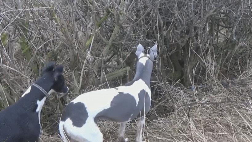 为什么猫没狗工作能力强,猫为什么不如狗那么忠诚听话呢