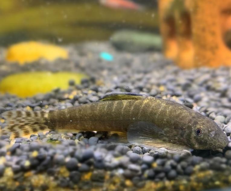 最好养的观赏鱼冷水鱼有哪些中型,冷水鱼有哪些观赏鱼比较好看