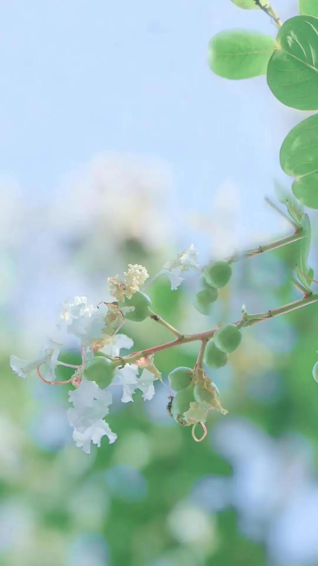 顶级绝美花朵壁纸娇艳欲滴的玫瑰,华为手机壁纸高清全面屏唯美花朵