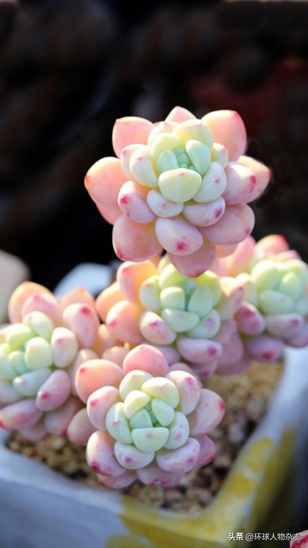 江苏姑娘养多肉,山东女子在家养千盆多肉