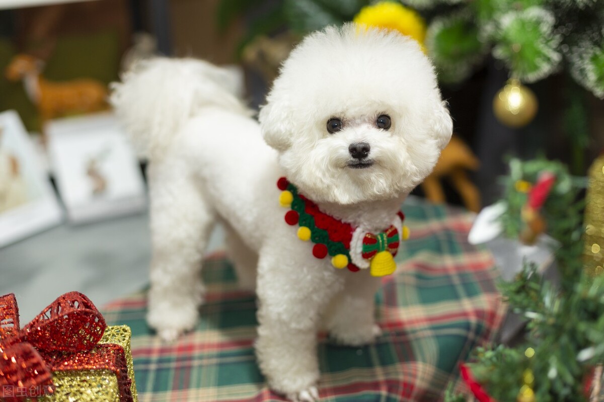 比熊没有泪痕可以吃泪痕药吗,比熊吃什么去火去泪痕