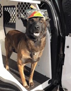 马犬为什么被大家养,马犬为什么现在没人愿意养了