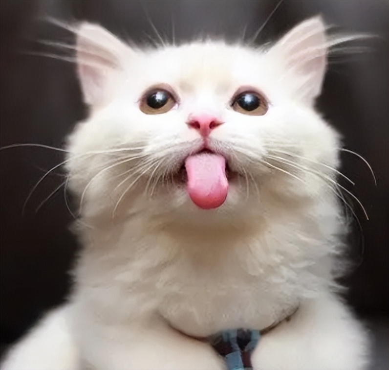 猫咪口臭严重是得了什么病吗,猫咪口臭的症状和治疗方法