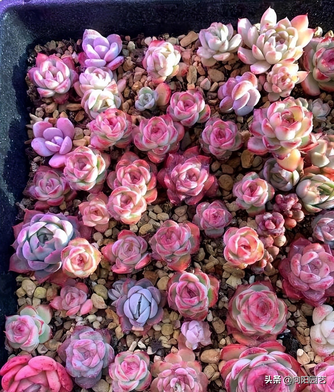 网上买了棵多肉，一天看8遍物流，典型新手小白，多肉大坑很深