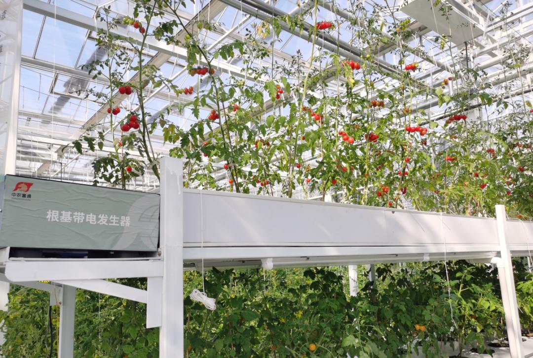 农业技术大讲堂之番茄的种植技术,连云港番茄无土栽培