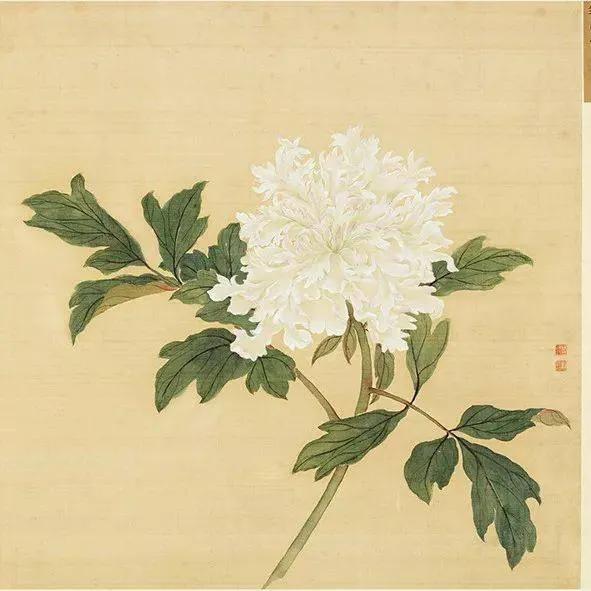 蒋廷锡牡丹画法,蒋廷锡百种牡丹画法