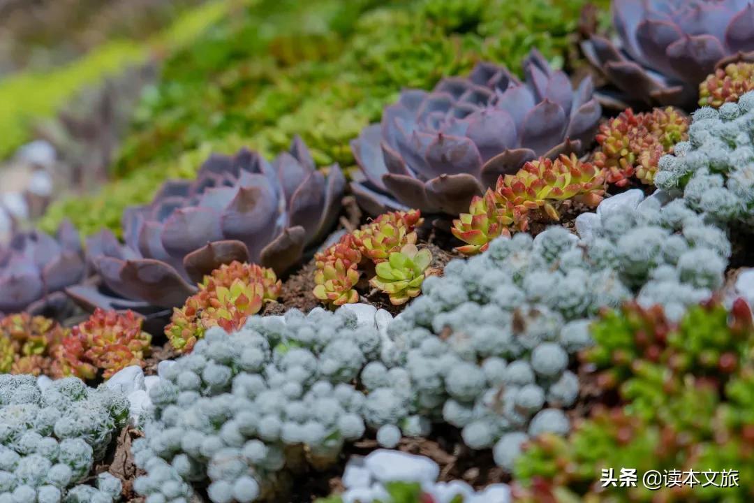 走进多肉世界,丽江古城多肉