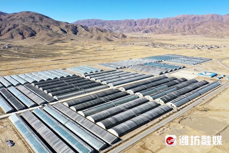 【潍观|菜博会24载“长红”，密码为你解锁】