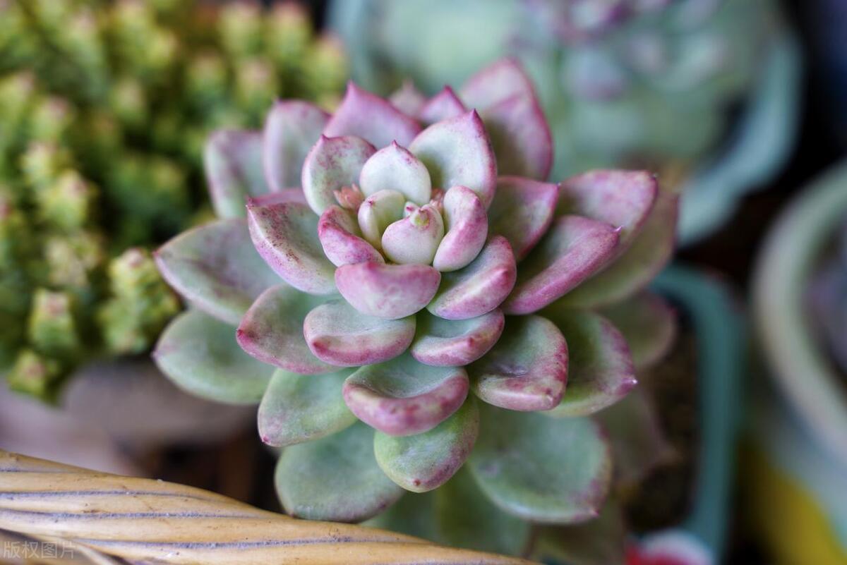 多肉越来越长怎么办,多肉长得快怎么办