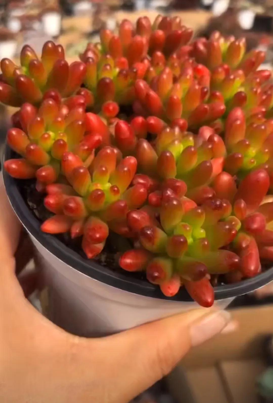 最具有观赏性的多肉植物,颜值高又好养活的多肉植物