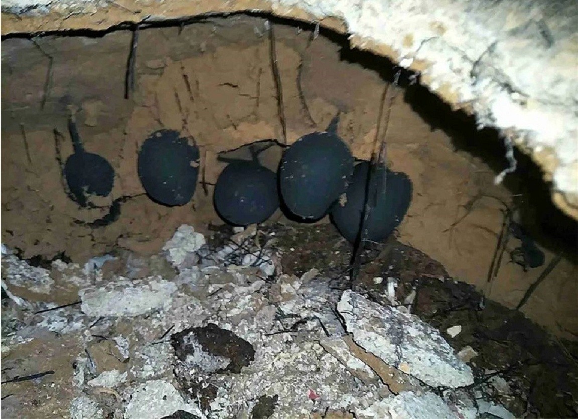 白蚁家族中的大熊猫,白蚁培育的黑色菌类