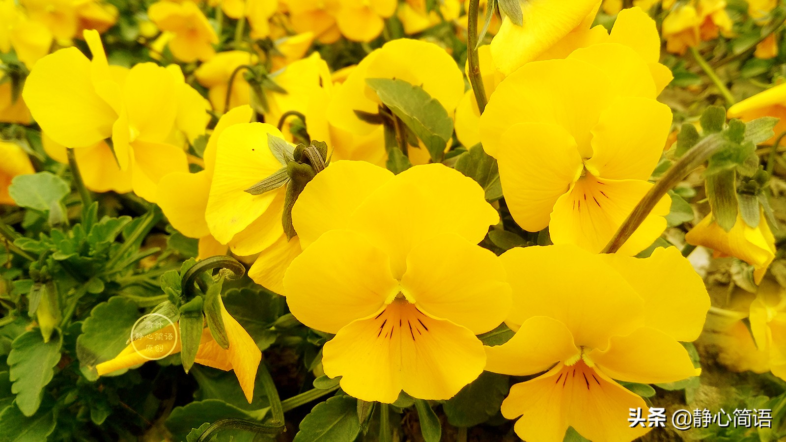 处在逆境如何保持心态,做人低调做事要注意什么