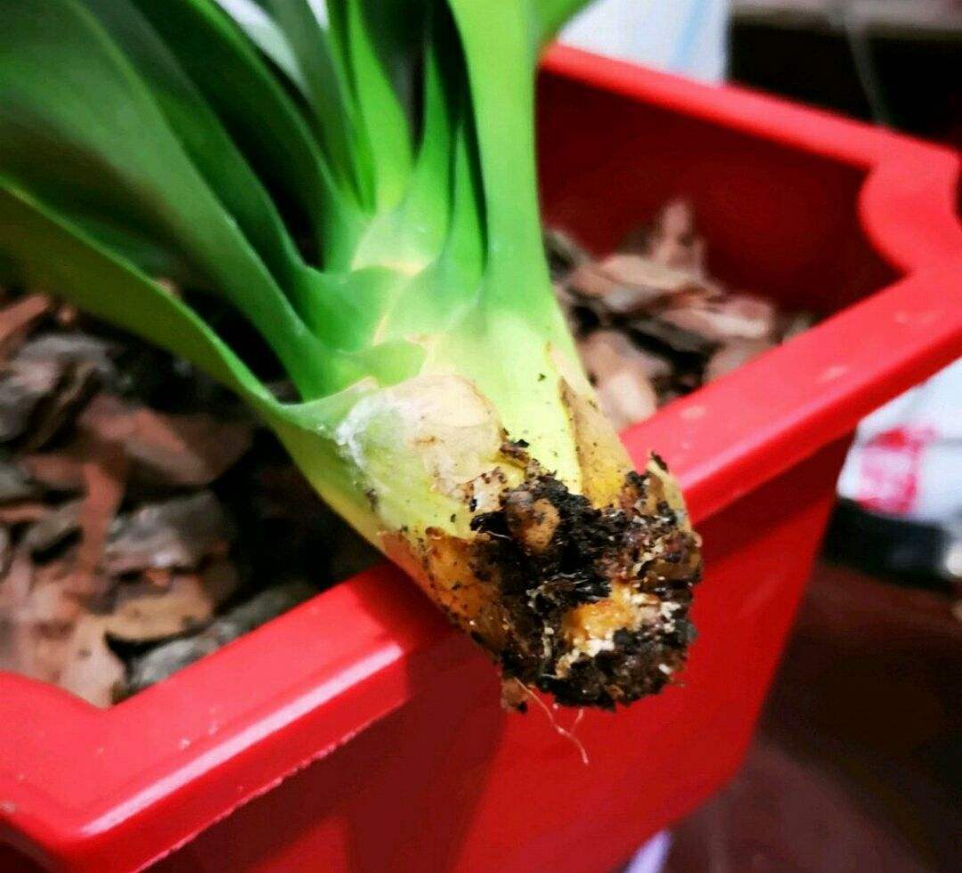 好看的花养在家里心情美美哒,家中养三种花养人旺家