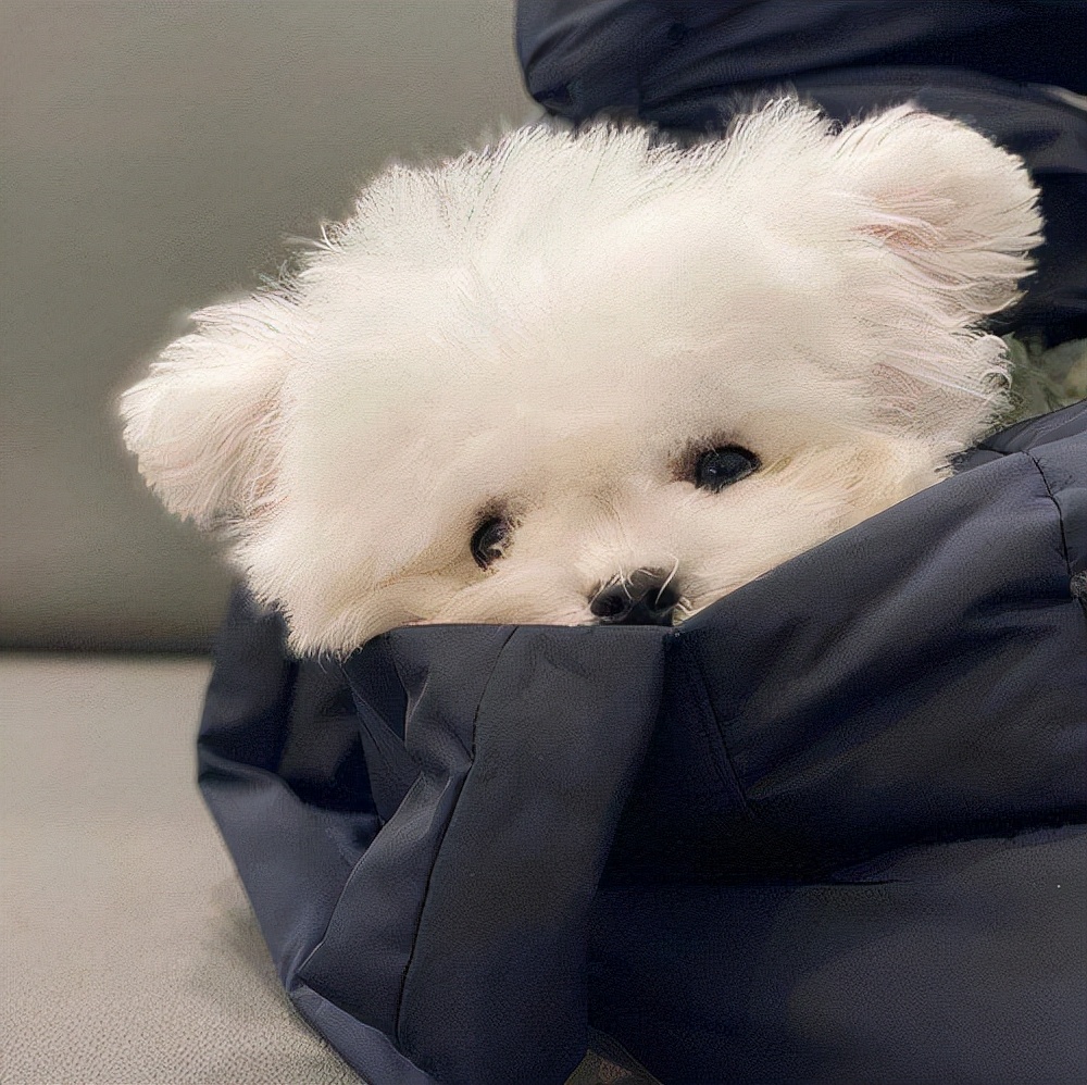 狗狗眼睛总是流眼泪是怎么回事儿?看完之后就明白该怎么做了