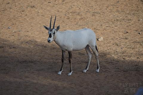 哈伊马角利兹卡尔顿,哈伊马角沙漠丽思卡尔顿酒店
