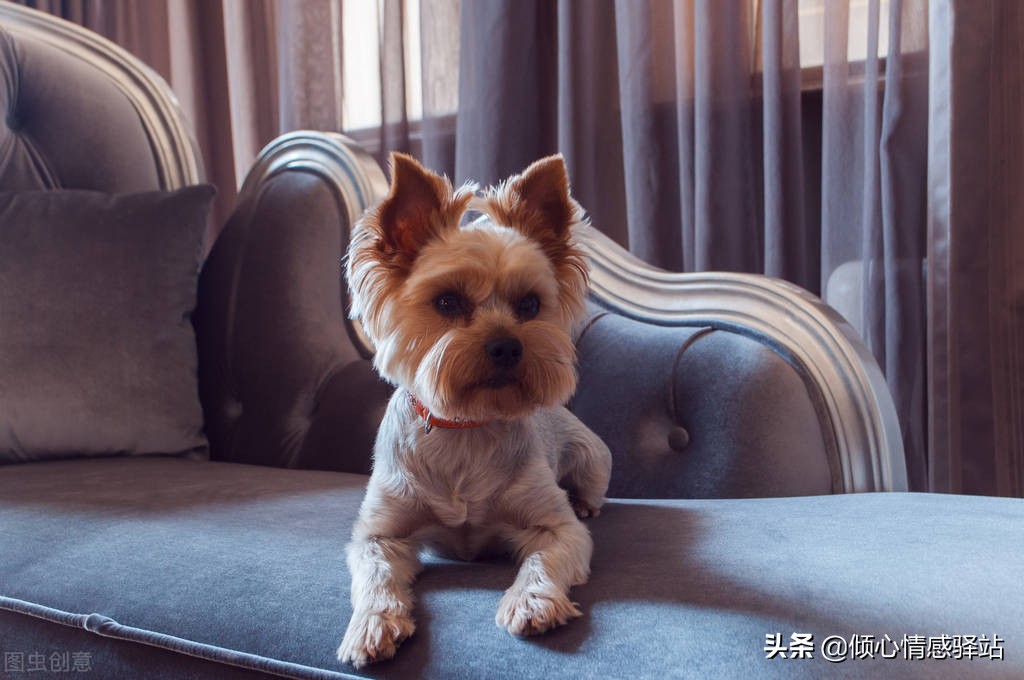 最忠心的五种狗小型犬品种,服从性最强中小型犬品种大全