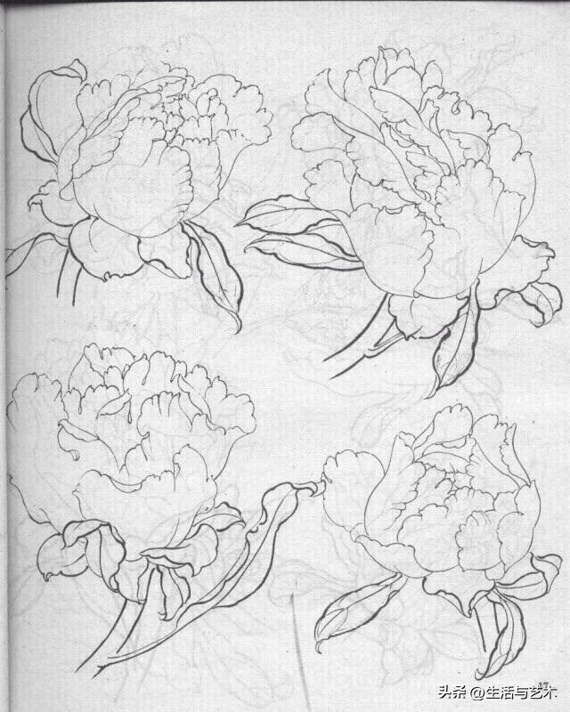 工笔牡丹和鸟白描图片欣赏,王道中工笔牡丹白描稿马蹄莲