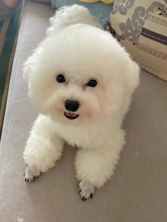 大型犬狗心脏病有什么表现,比熊犬的慢性肾衰竭症状能治好吗