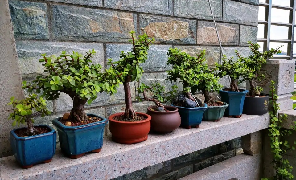 百花齐放春意浓群芳争艳,百花齐放喜迎新春