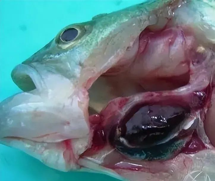 鱼脑出血什么原因,鱼脑溢血