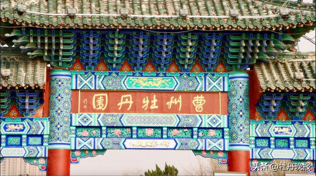 菏泽牡丹一日游全攻略,菏泽牡丹游玩攻略路线推荐