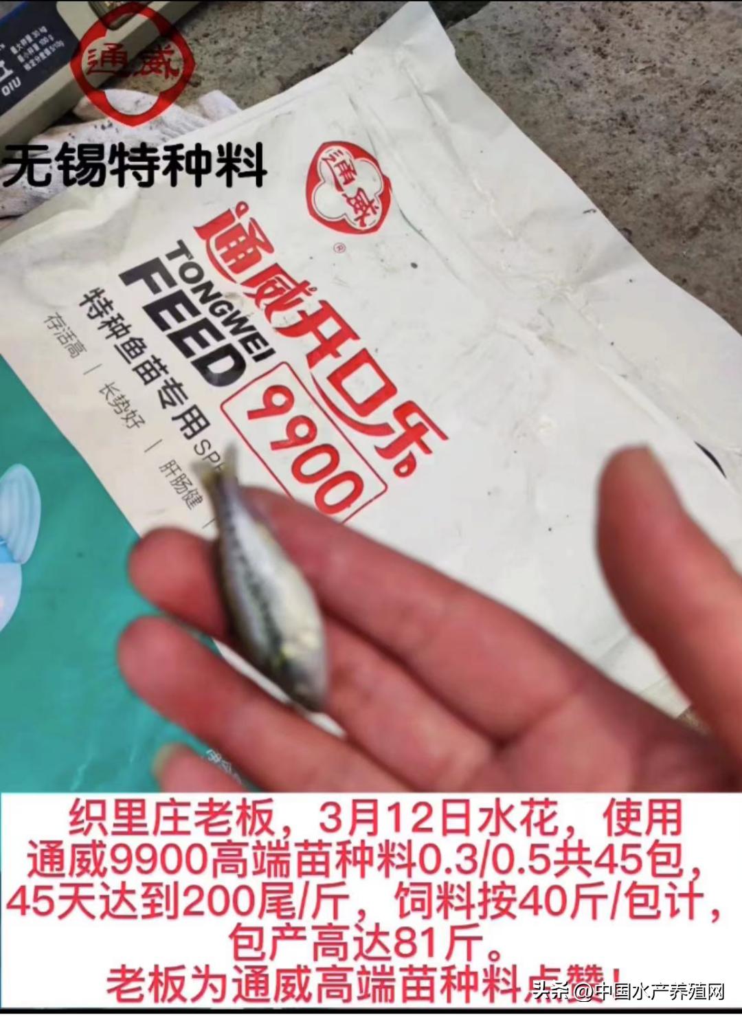 鲈鱼损失惨重,目前鲈鱼掉价的真正原因