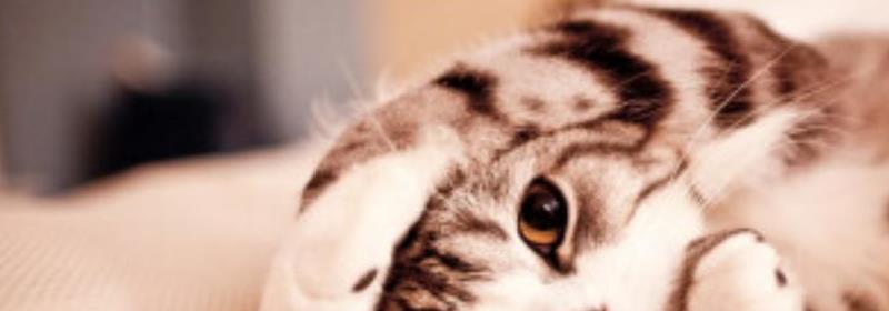 猫一直跟着你朝你叫是什么意思,猫一直叫很吵怎么让它安静下来