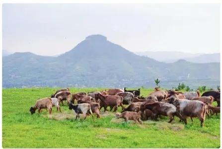 沂蒙七十二崮分布图,沂蒙山区七十二崮属于什么地貌