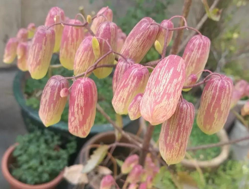 剪的叶子怎么生根发芽,绿萝单独一个叶子能生根吗