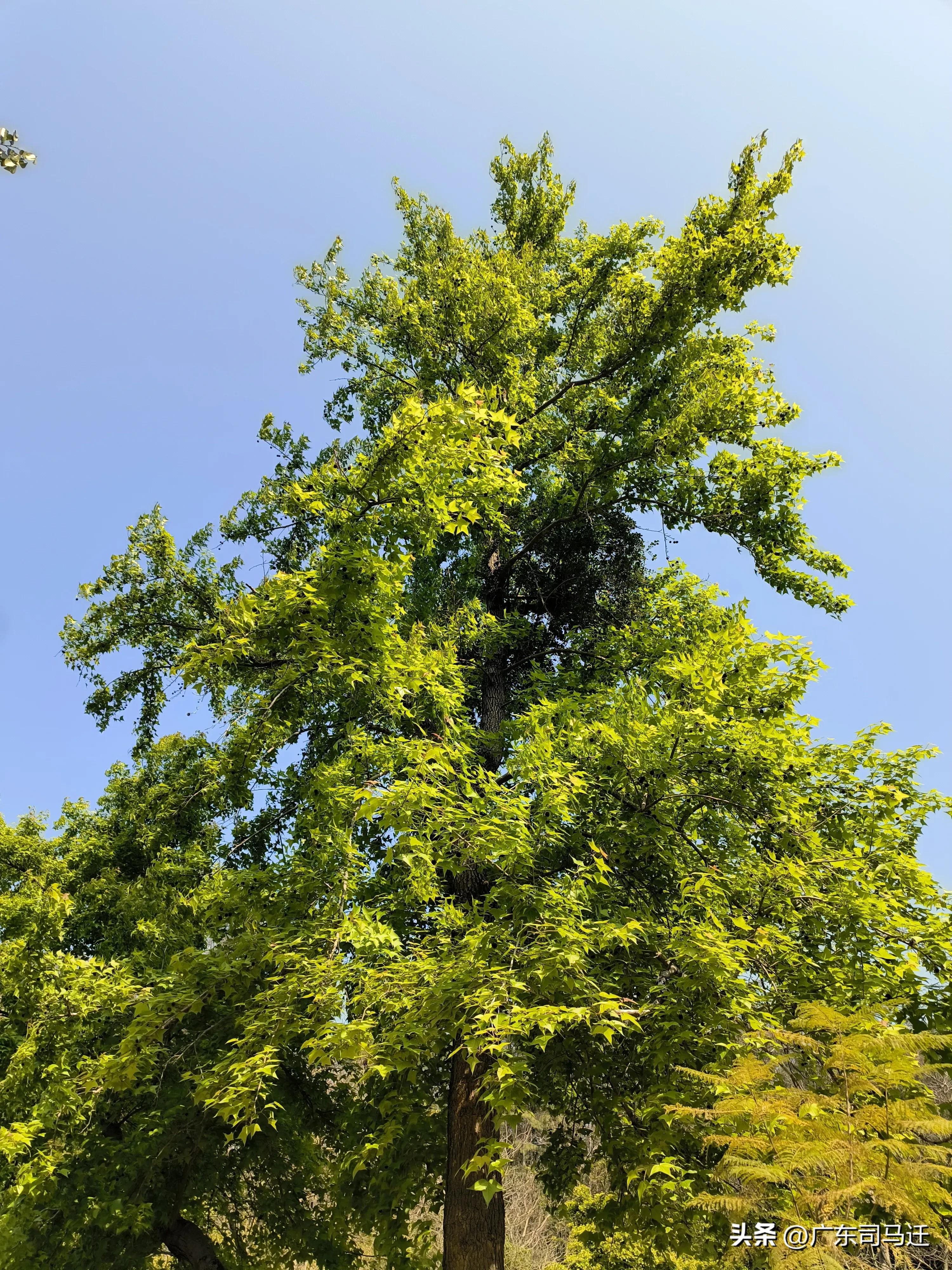好玩的中山公园,中山公园这儿真美
