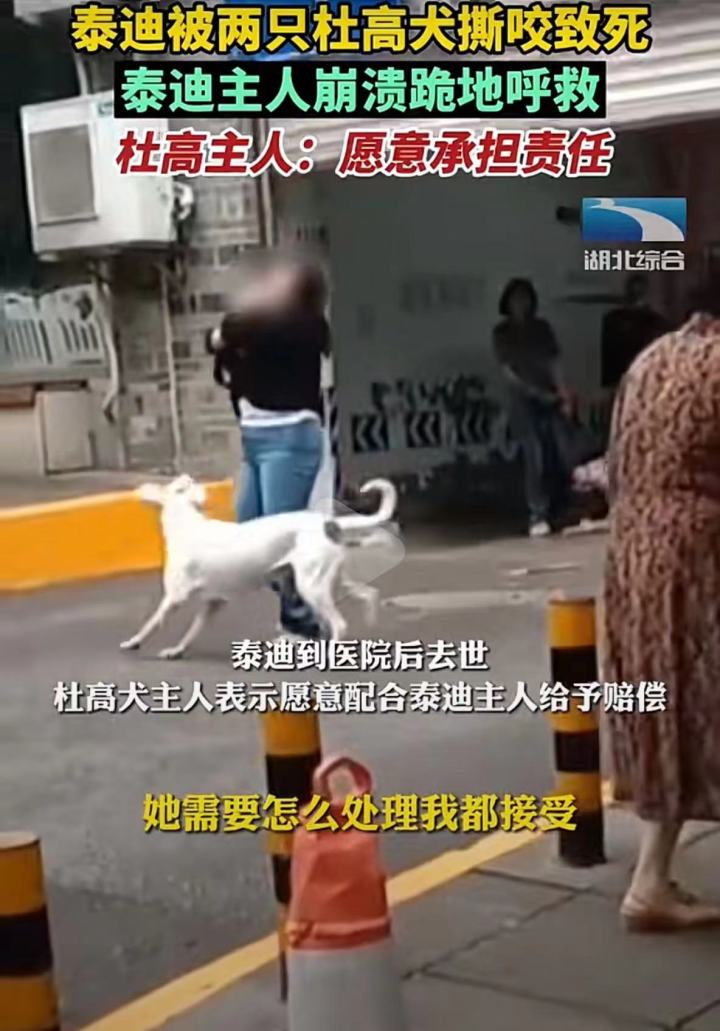 狗狗可以一直戴嘴套吗,狗狗晚上一直叫可以给它戴嘴套吗