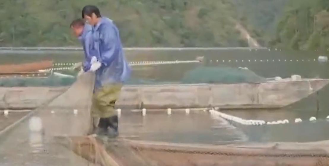 万尾鱼苗离奇失踪,鱼苗死亡鱼苗老板有责任吗