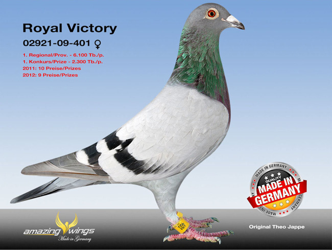 德国鸽界超级巨星迪欧亚普,图