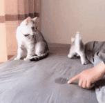 小母猫发情期，优秀铲屎官务必知晓的几个细节