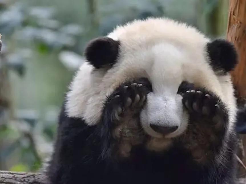 大熊猫花花和荷叶的温暖瞬间,国宝大熊猫和花萌萌哒瞬间