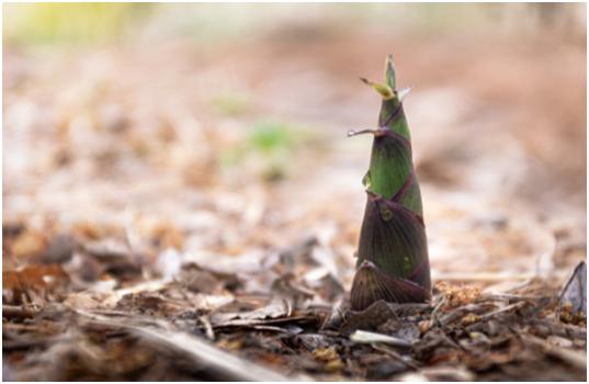 消除春困喝什么茶,春天容易犯困的茶