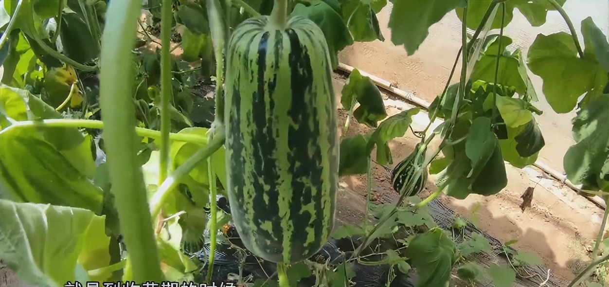 国庆节济南周边采摘的地方,济南秋季采摘