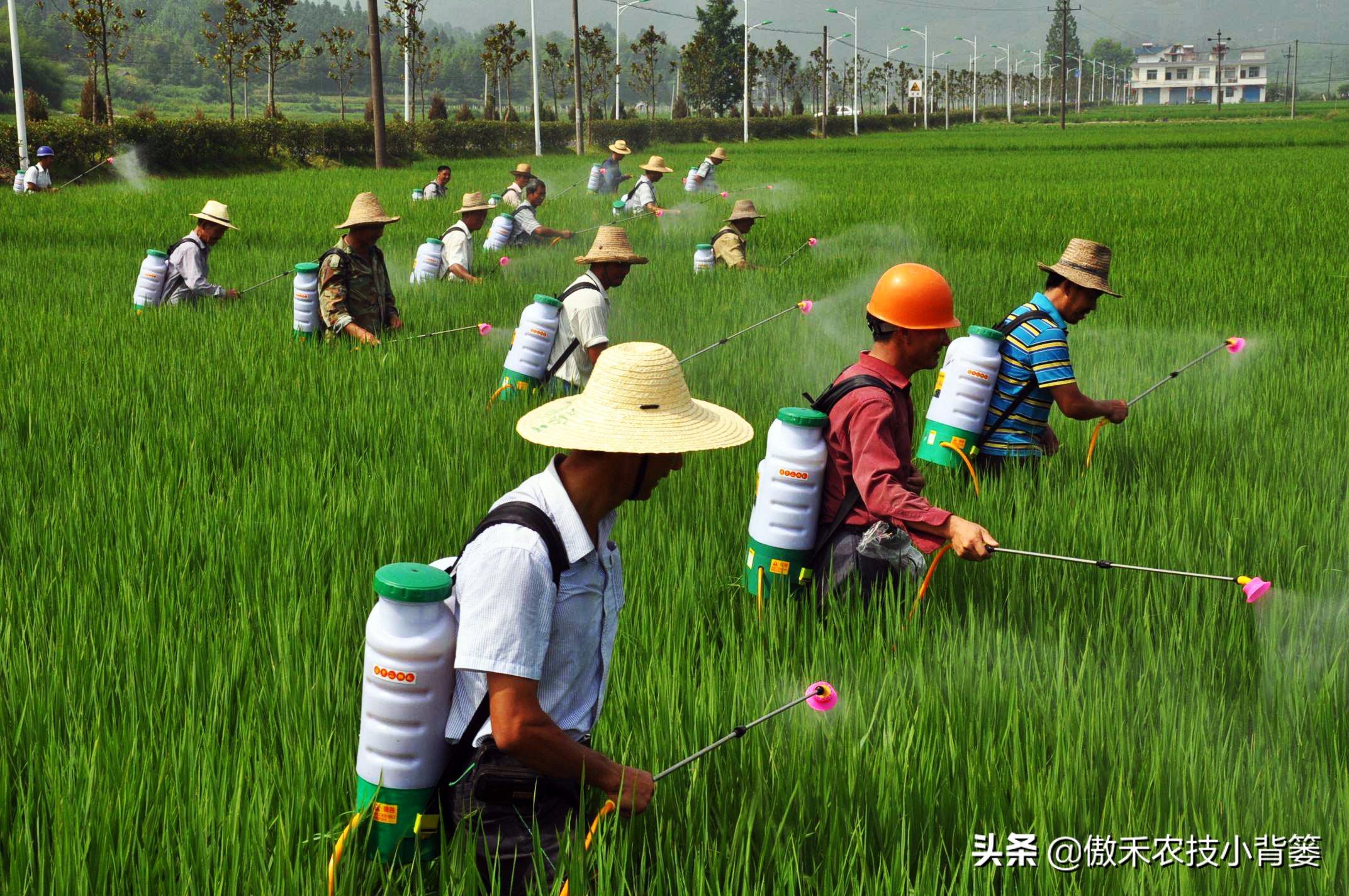 杀虫剂吡虫啉好还是啶虫脒好,杀虫剂吡虫啉的特性及使用方法