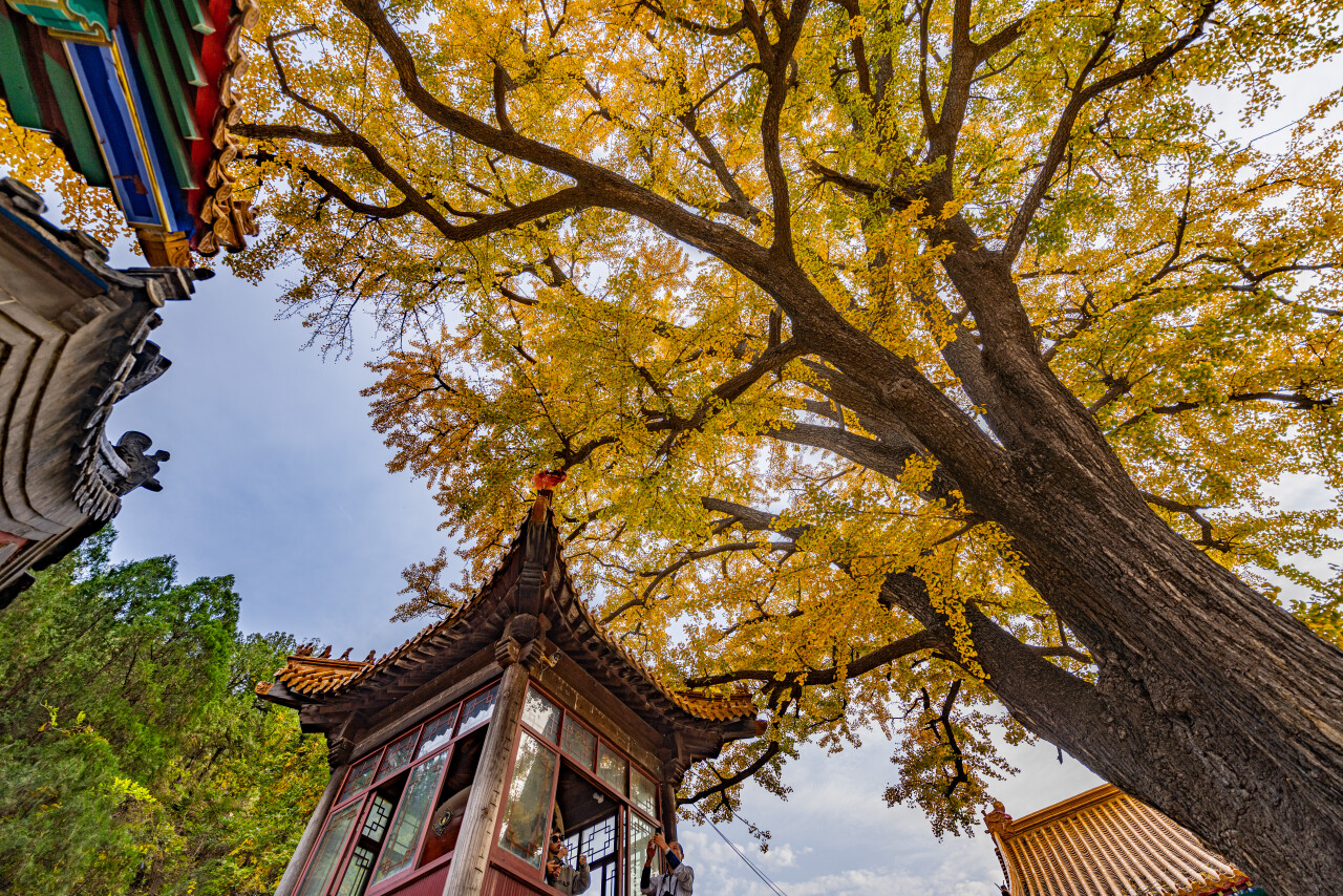 济南赏秋,秋天济南去哪里赏秋最好