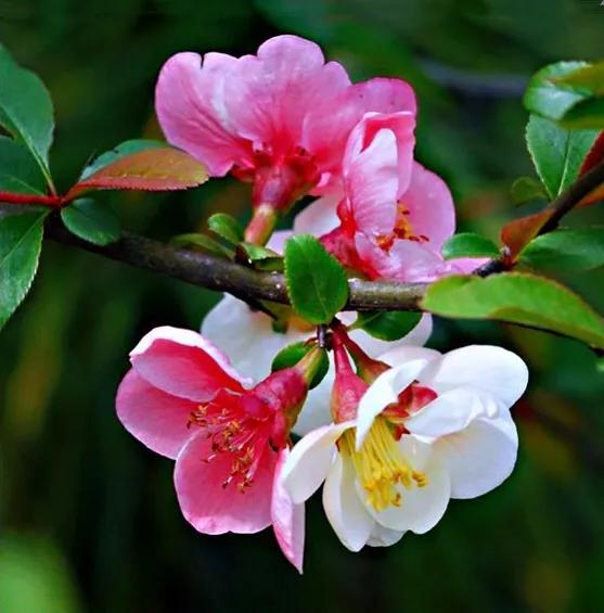 贴梗海棠海棠花品种大全,贴梗海棠的花型