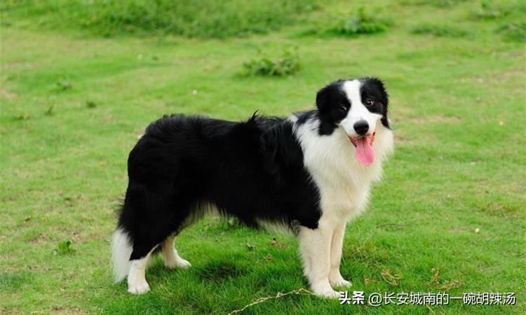 100种名犬价格,世界名犬排名前100图巴哥犬