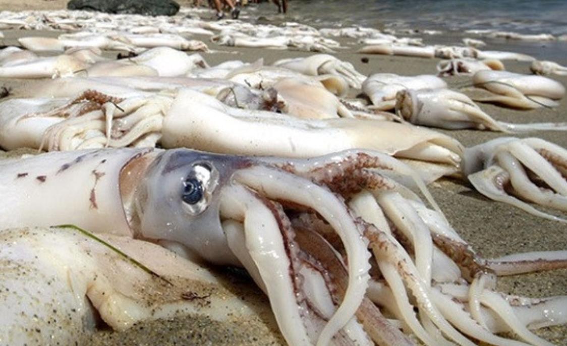 日本的海鲜还能进入中国市场吗,日本海鲜从哪里流入中国市场的