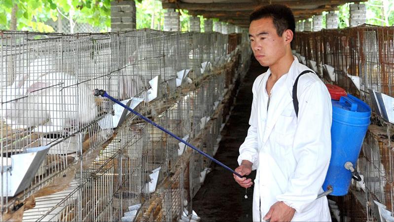 养殖肉兔都有哪些疾病,养兔的疾病治疗费用多少钱