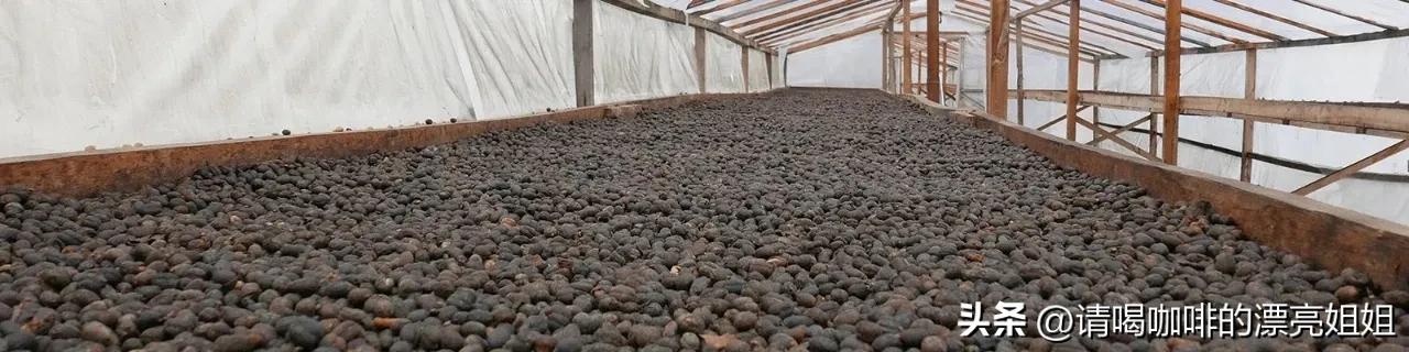 云南天皓庄园,云南天皓咖啡豆