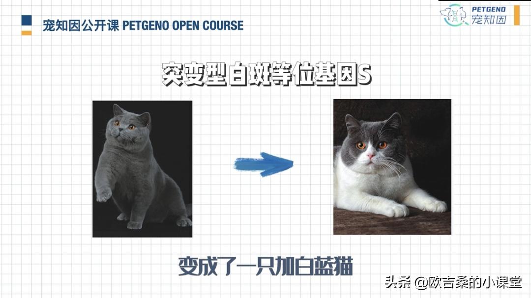 白斑基因可控吗,白斑基因优势